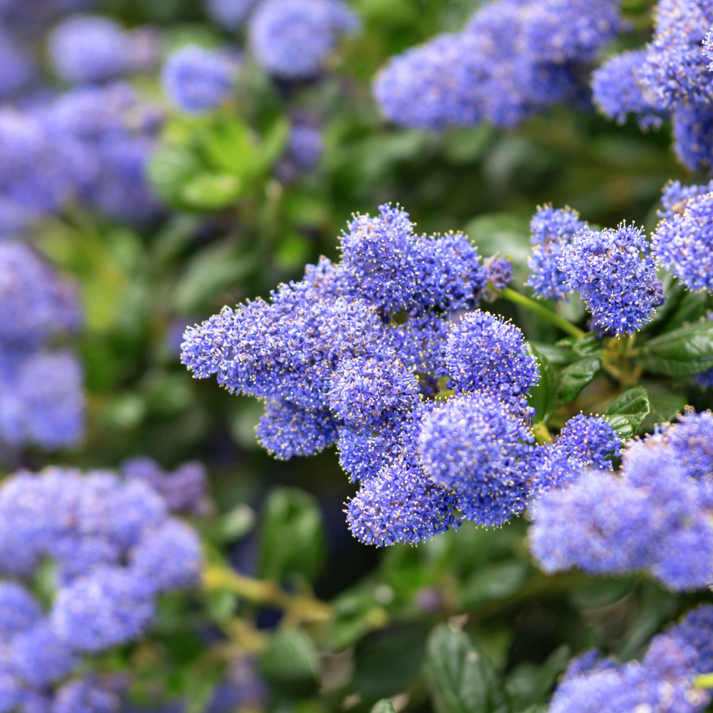 Ceanothus ‘Repens’ — Hardy Perennial, Bee-Friendly, 2L Pot