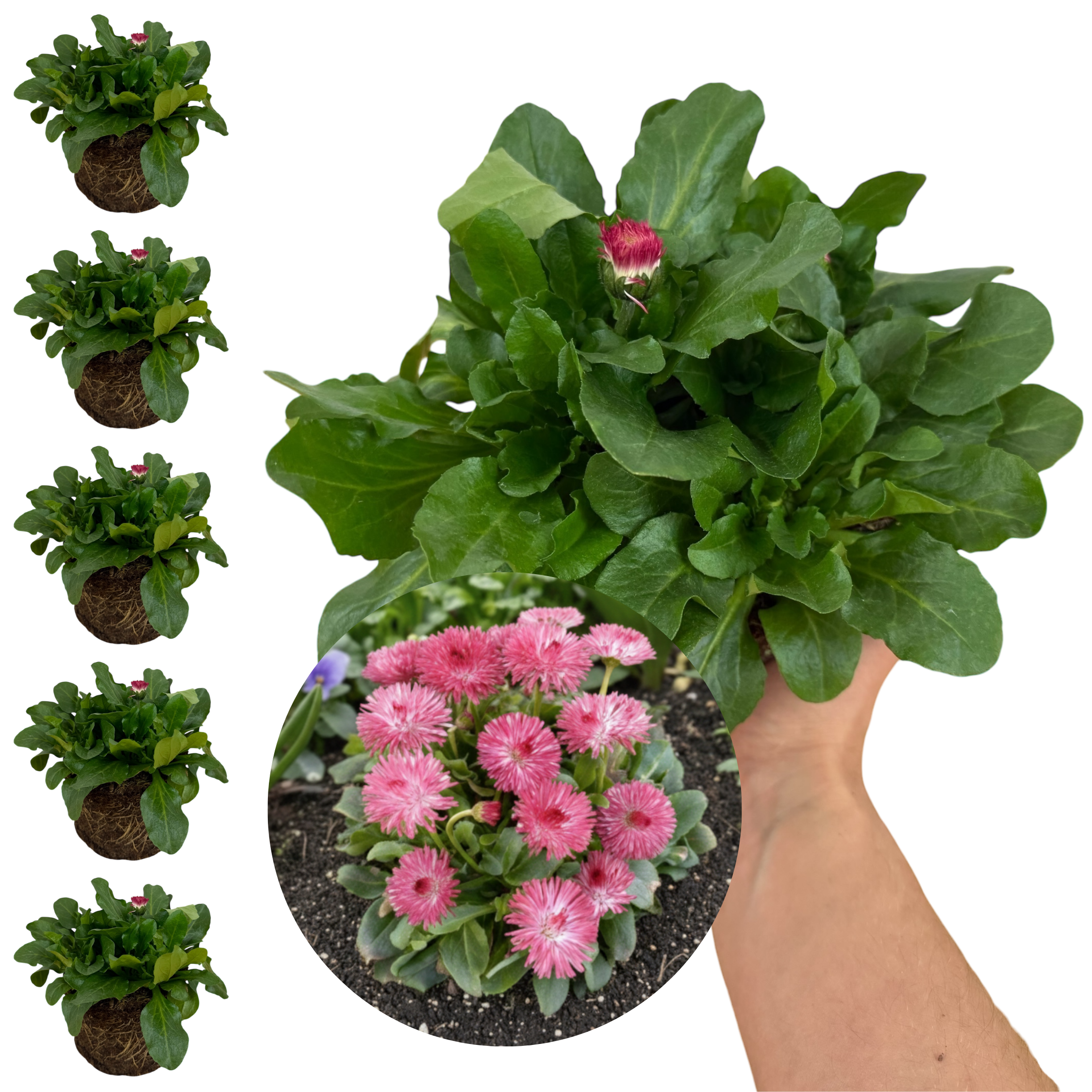 Bellis ‘Habanera Rose’ — Hardy Perennial, 1L Pot