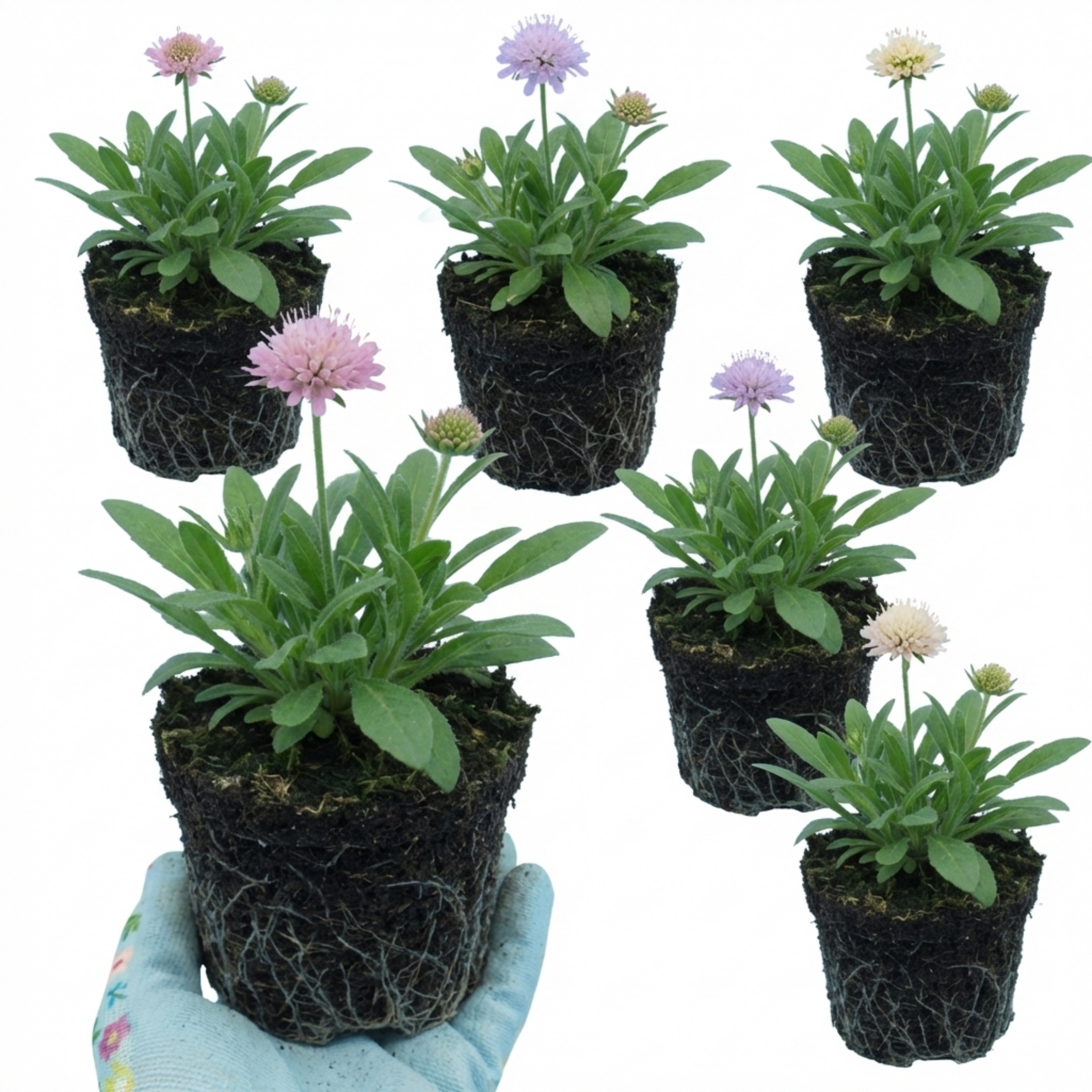 Knautia ‘Melton Pastels’ — Hardy Herbaceous Perennial, Bee-Friendly, 1L Pot (Set of 3 or 6)