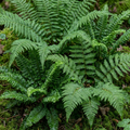 Soft ‘Shield’ — Hardy Evergreen Perennial Fern, 1L Pot
