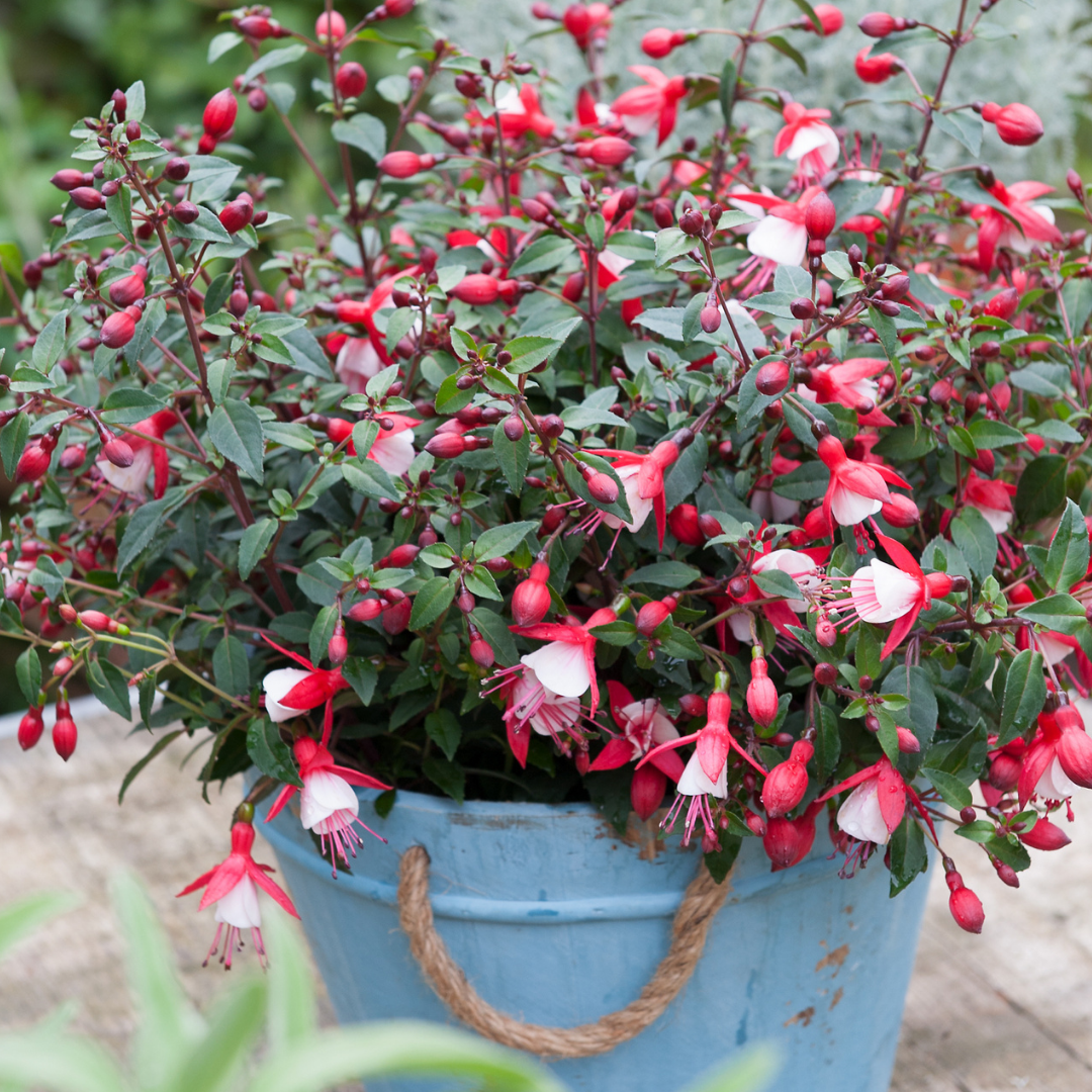 Fuchsia ‘Diva Red and White’ — Hardy Perennial, Bee-Friendly, 1L Pot