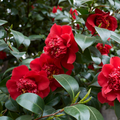 Camellia ‘Red’ — Hardy Shrub, 3L Pot