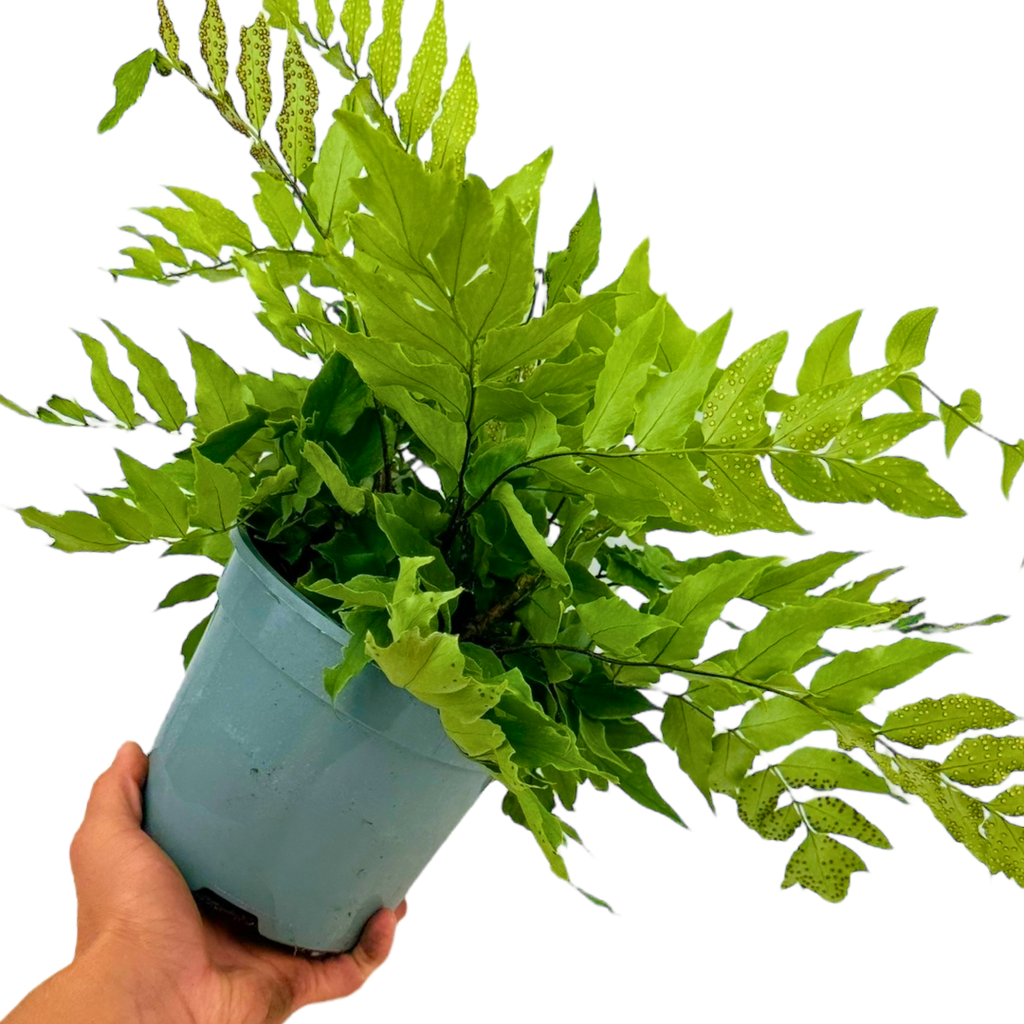 Cyrtomium fortunei — Holly Fern, Hardy Evergreen, 2L Pot