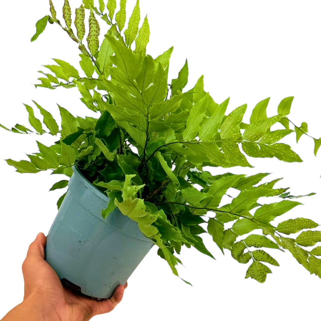 Cyrtomium fortunei — Holly Fern, Hardy Evergreen, 2L Pot