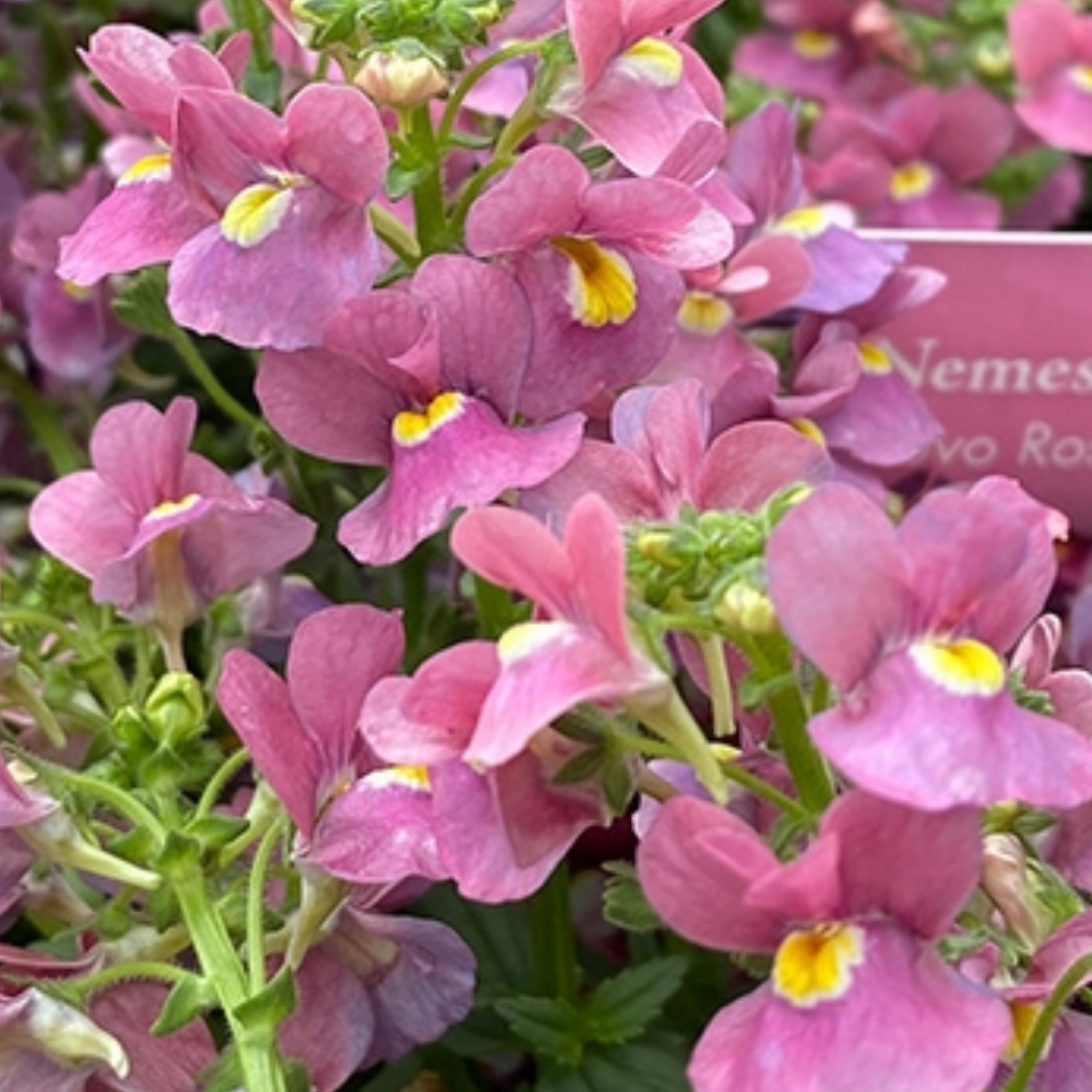 Nemesia ‘Nuvo Rose’ — Annual / Short-lived Perennial, Bee-Friendly, 10.5cm Pot (Set of 3 or 6)