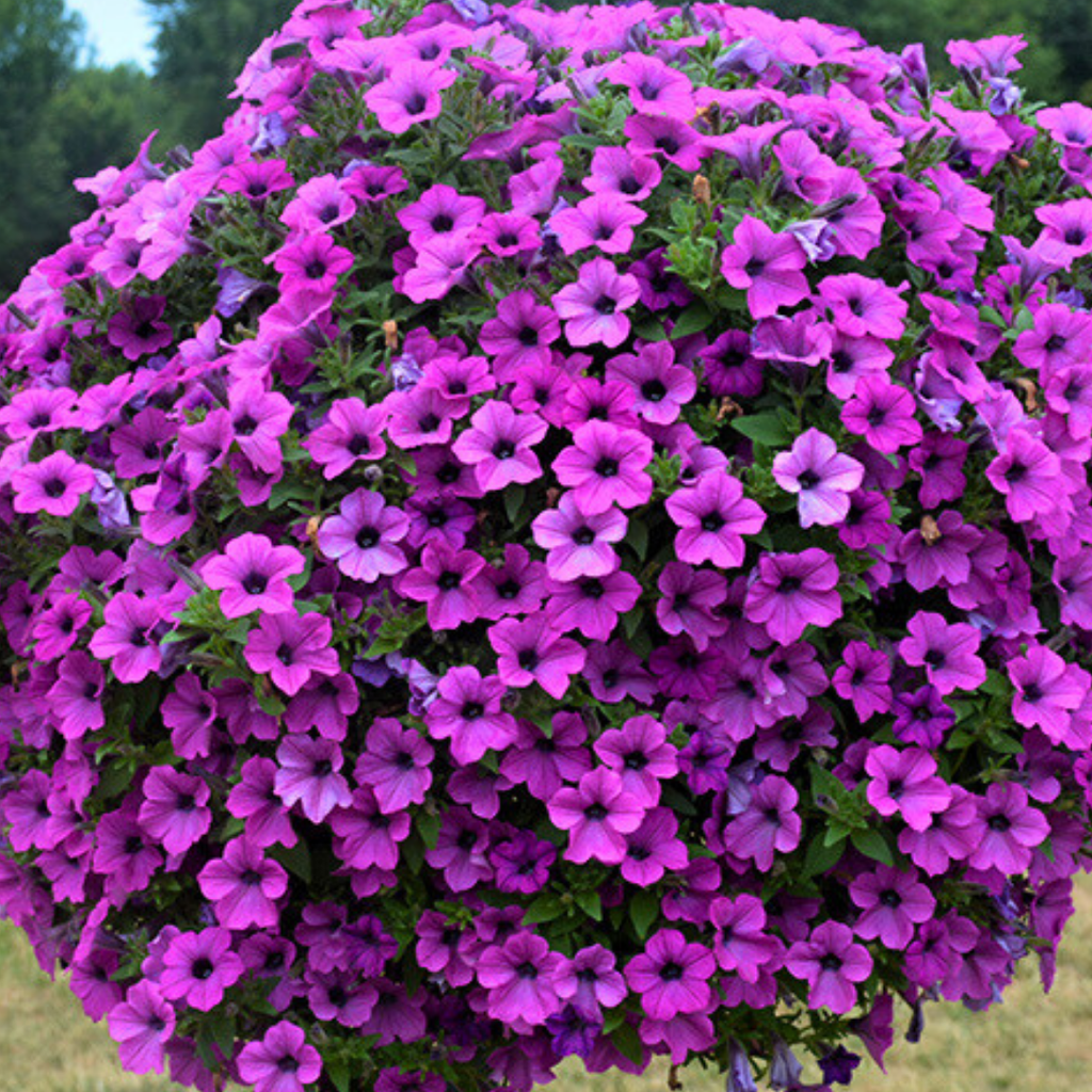 Petunia ‘Dekko Deep Lavender Vein’ — Hardy Perennial, 10.5cm Pot (Set of 3 or 6)