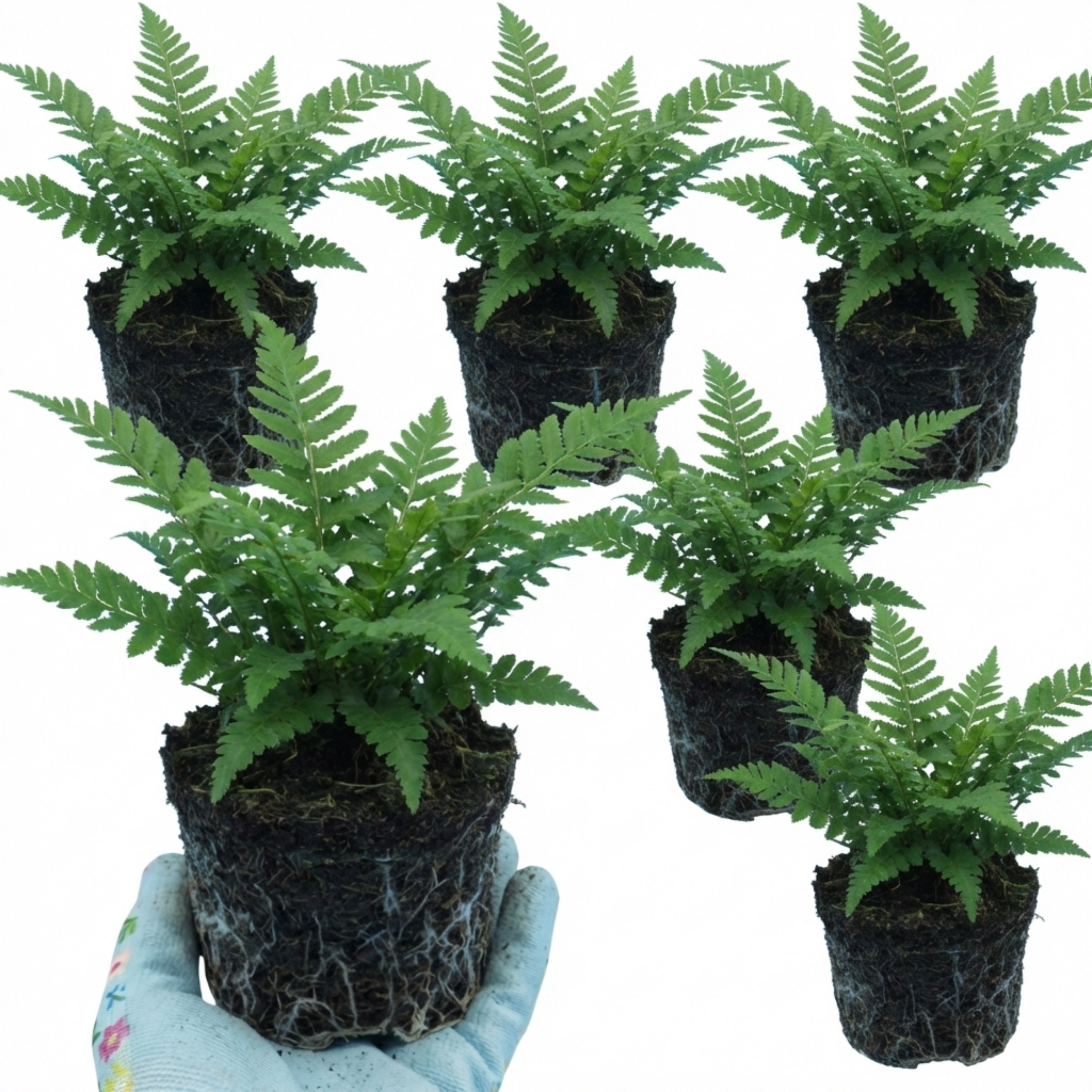 Soft ‘Shield’ — Evergreen Perennial Fern, 1L Pot (Set of 3 or 6)