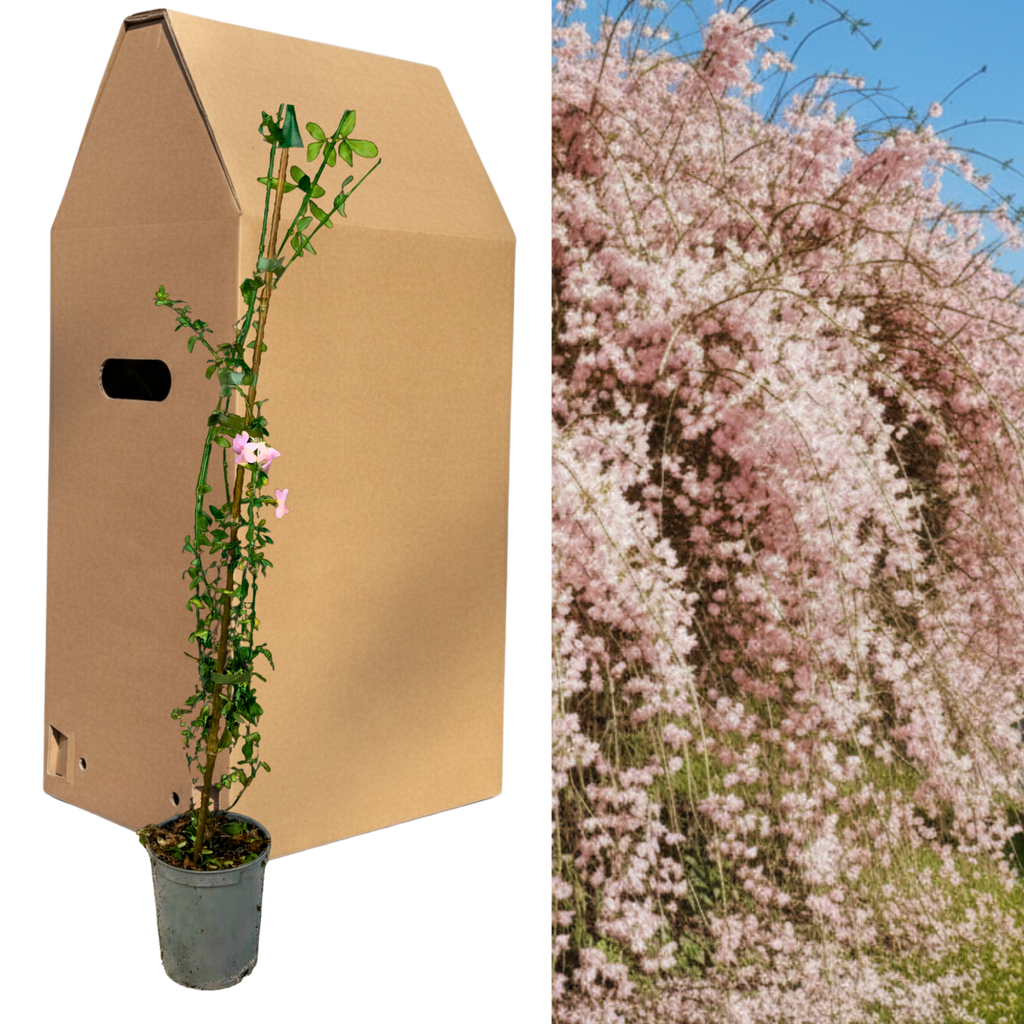 Jasminum × stephanense — Pink-Flowering Summer Jasmine, Bee-Friendly, 2L Pot