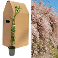 Jasminum × stephanense — Pink-Flowering Summer Jasmine, Bee-Friendly, 2L Pot