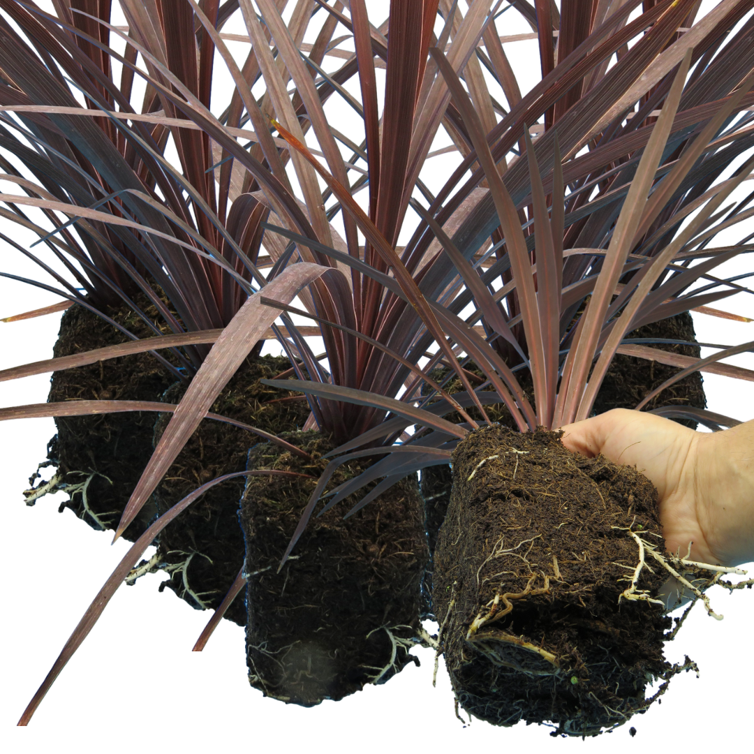 Cordyline ‘Red star’ — Evergreen Architectural Shrub, 1L Pot (Set of 3 or 6)