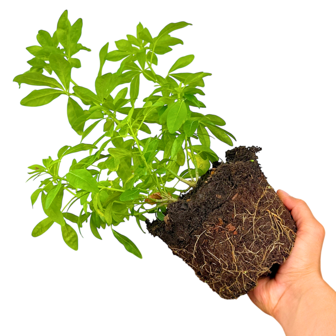 Choisya ‘Sundance’ — Hardy Shrub, Bee-Friendly, 2L Pot