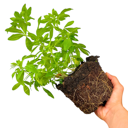 Choisya ‘Sundance’ — Hardy Shrub, Bee-Friendly, 2L Pot