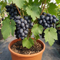 Grape ‘Vitis Attiki Black Grapevine’ — Deciduous Climbing Vine, 3L Pot