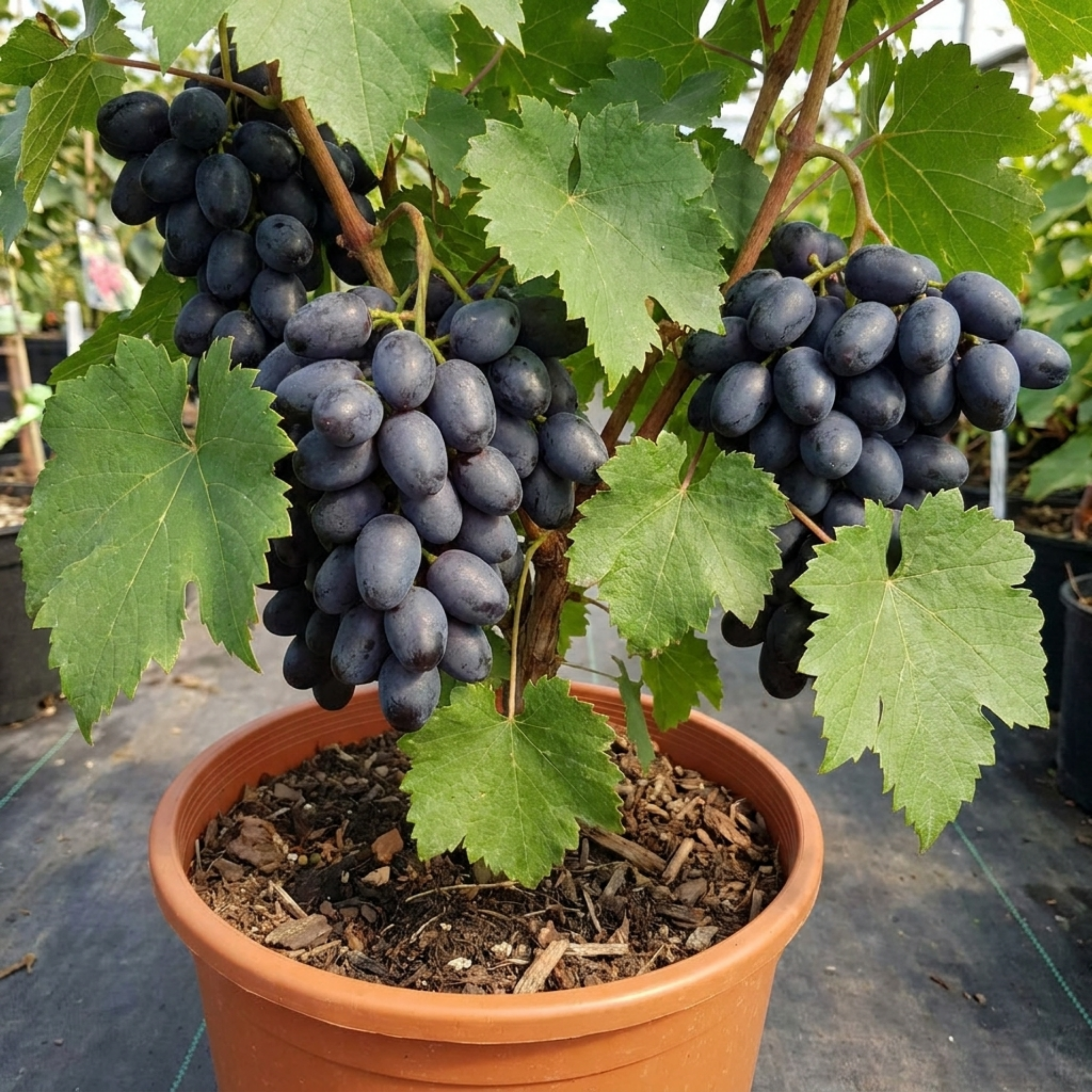 Grape ‘Vitis Attiki Black Grapevine’ — Deciduous Climbing Vine, 3L Pot