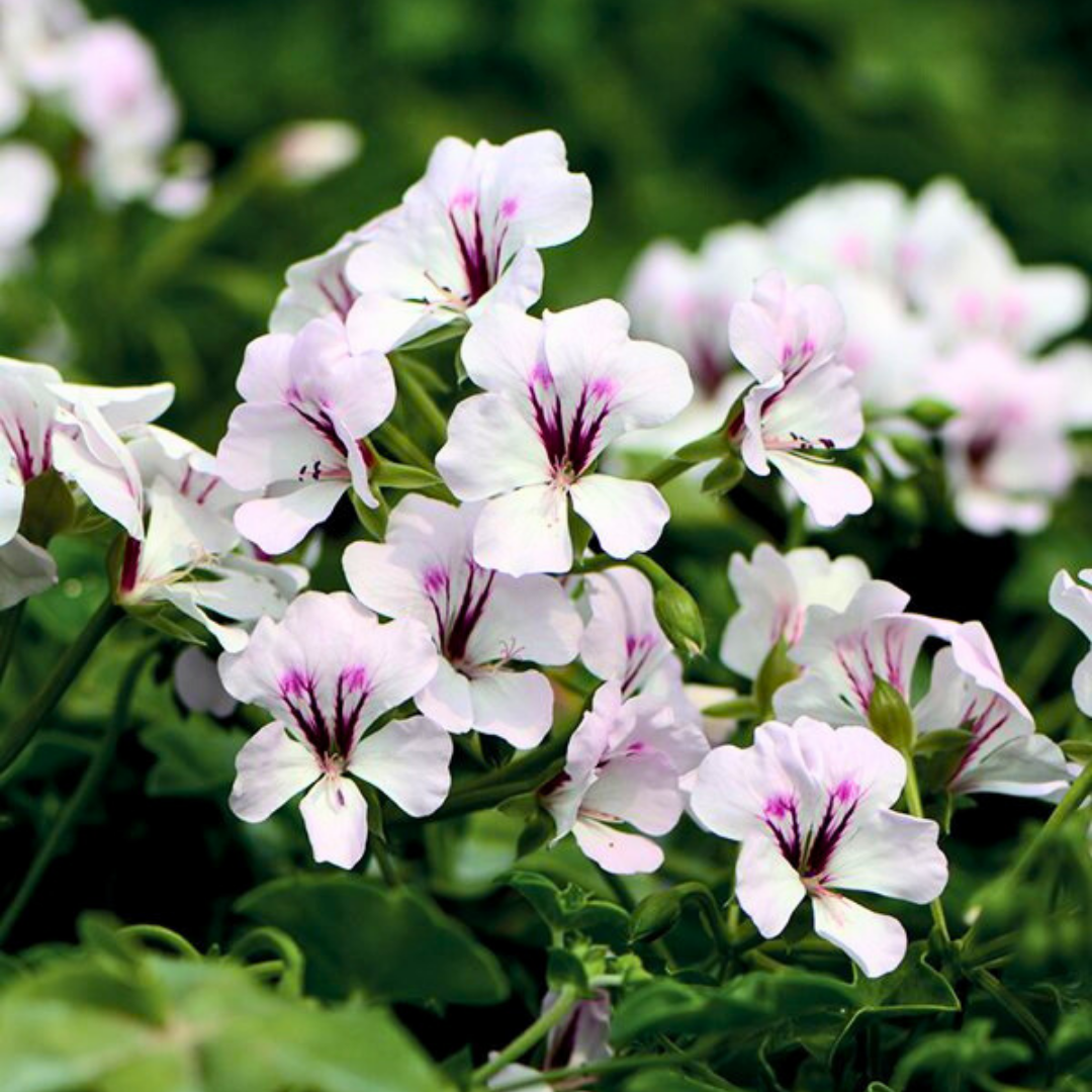 Geranium ‘Tornado White’ — Hardy Perennial, 10.5cm Pot