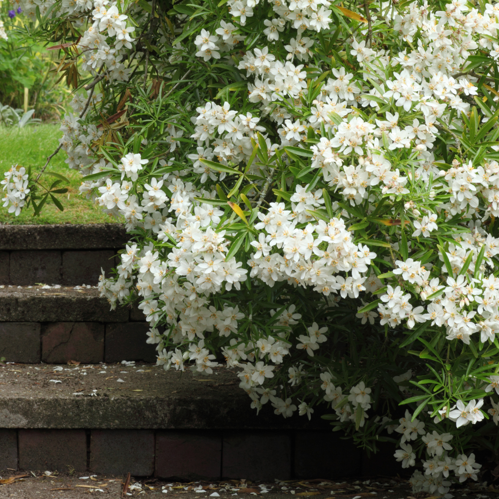 Choisya ‘Sundance’ — Evergreen Aromatic Shrub, Bee-Friendly, 1L Pot (Set of 3 or 6)