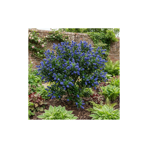 Ceanothus ‘Victoria’ — Evergreen Shrub, Bee-Friendly, 3L Pot