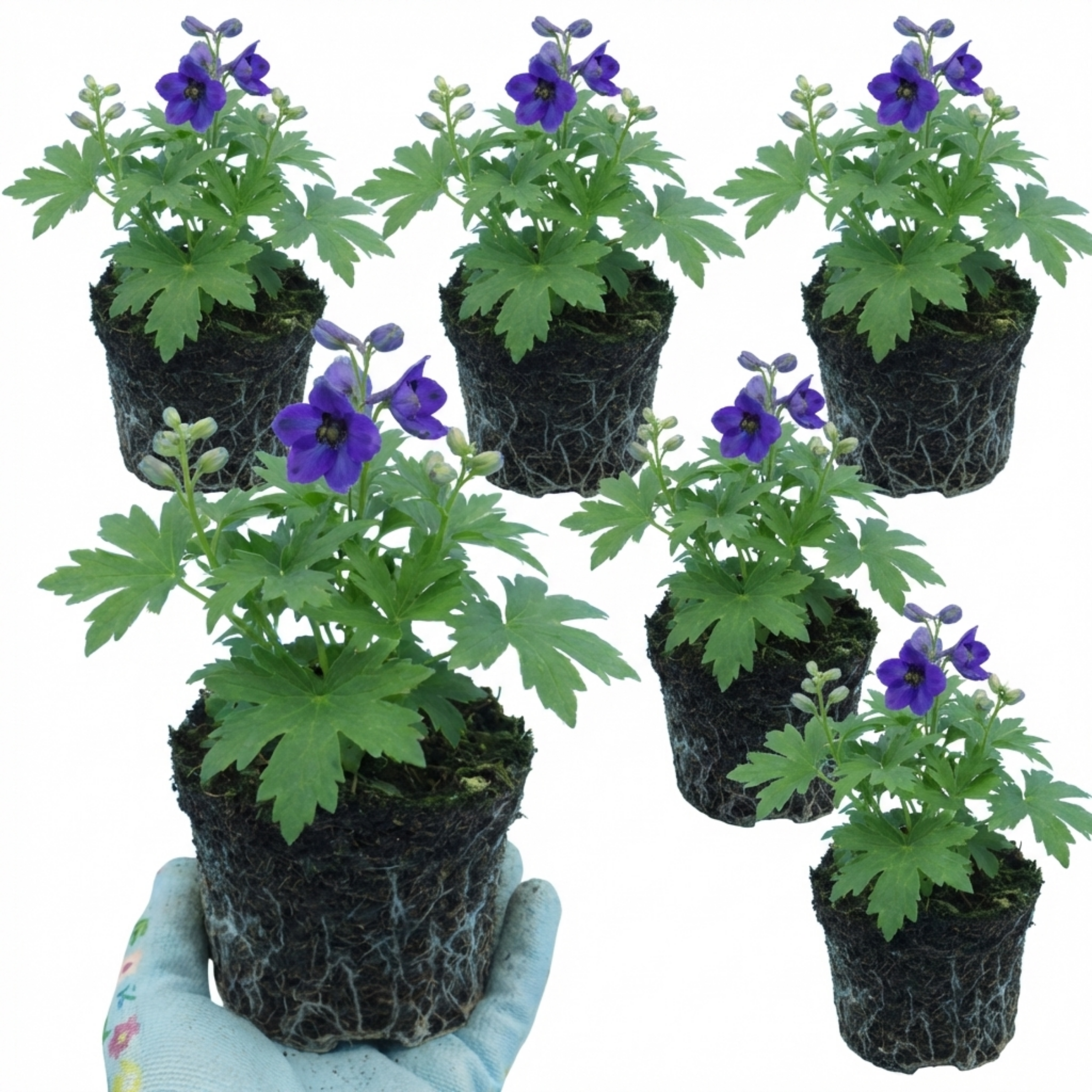 Delphinium ‘Pacific Giants Black Knight’ — Hardy Perennial, Bee-Friendly, 1L Pot (Set of 3 or 6)