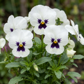Pansy ‘Cats Plus White’ — Hardy Annual / Biennial Bedding Plant, Bee-Friendly, 1L Pot