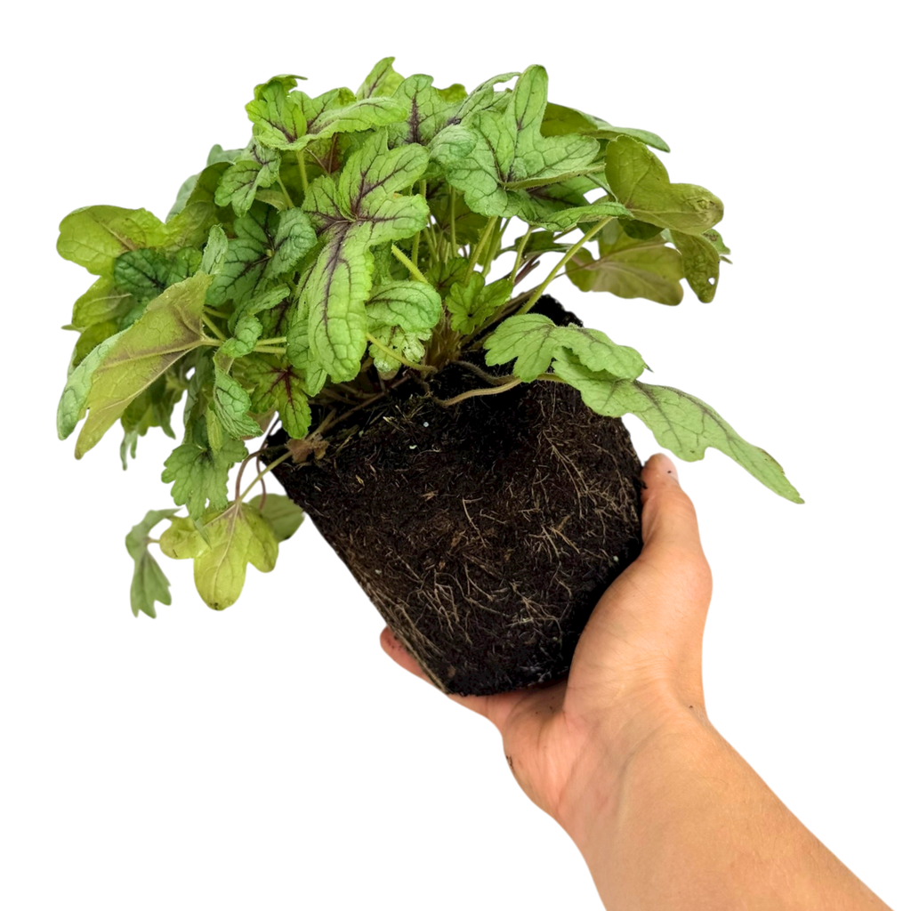 Heuchera ‘Tapestry’ — Hardy Perennial, 2L Pot
