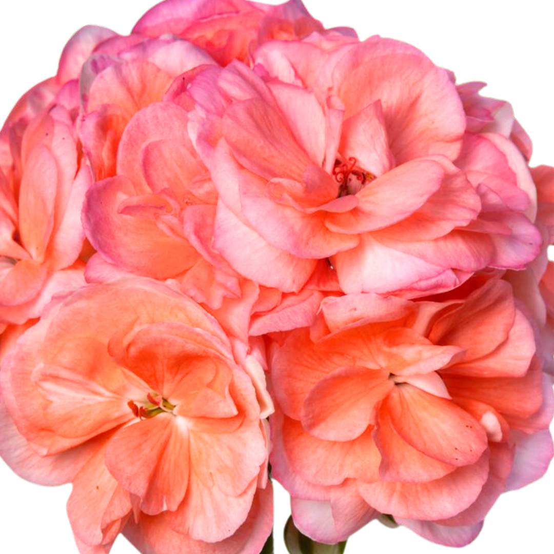 Pelargonium ‘Rosebud Astrid’ — Tender Perennial (grown as bedding), Bee-Friendly, 1L Pot (Set of 3 or 6)