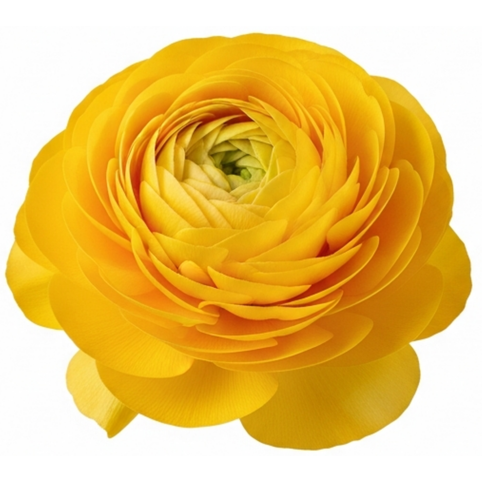 Ranunculus 'Vortex Golden Yellow' — Hardy Perennial, 10.5cm Pot (Set of 3 or 6)