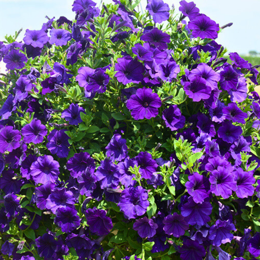 Petunia ‘Dekko Blue’ — Hardy Perennial, 10.5cm Pot (Set of 3 or 6)