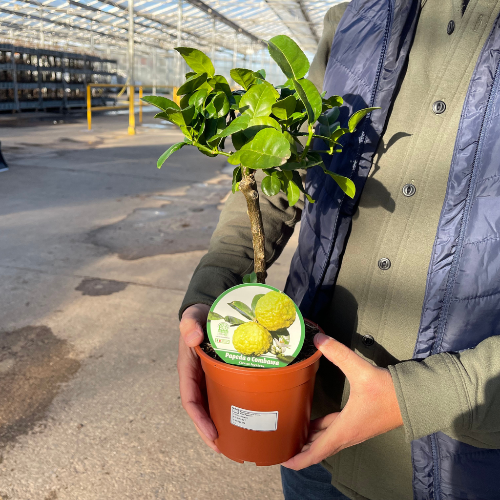 Mini Kaffir Lime Tree (Citrus hystrix) — Tender Evergreen Fruit Tree, 15cm Pot