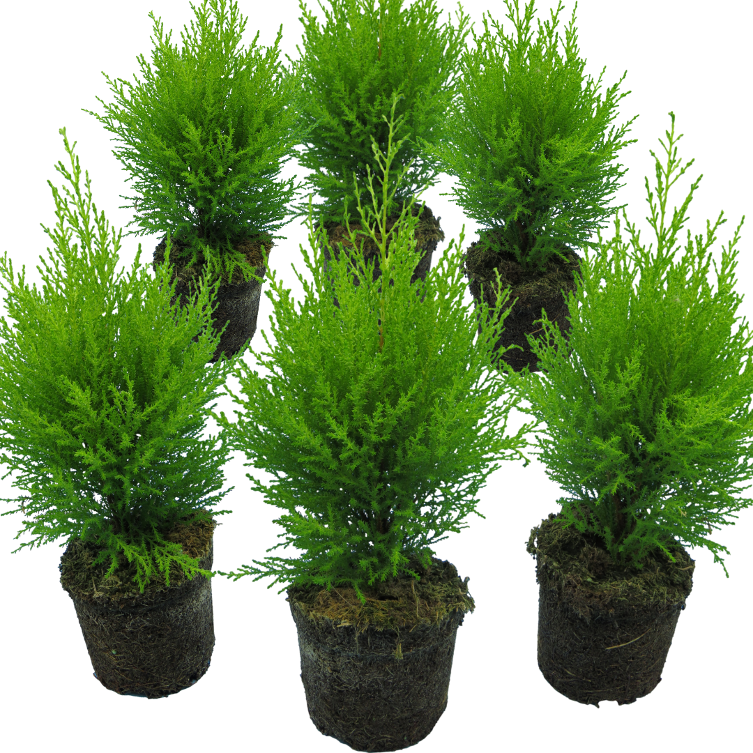 Cupressus ‘Wilma’ — Evergreen Coniferous Shrub, 13cm Pot (Set of 3 or 6)