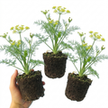 Fennel — Hardy Perennial Herb, Bee-Friendly, 1L Pot (Set of 3 or 6)