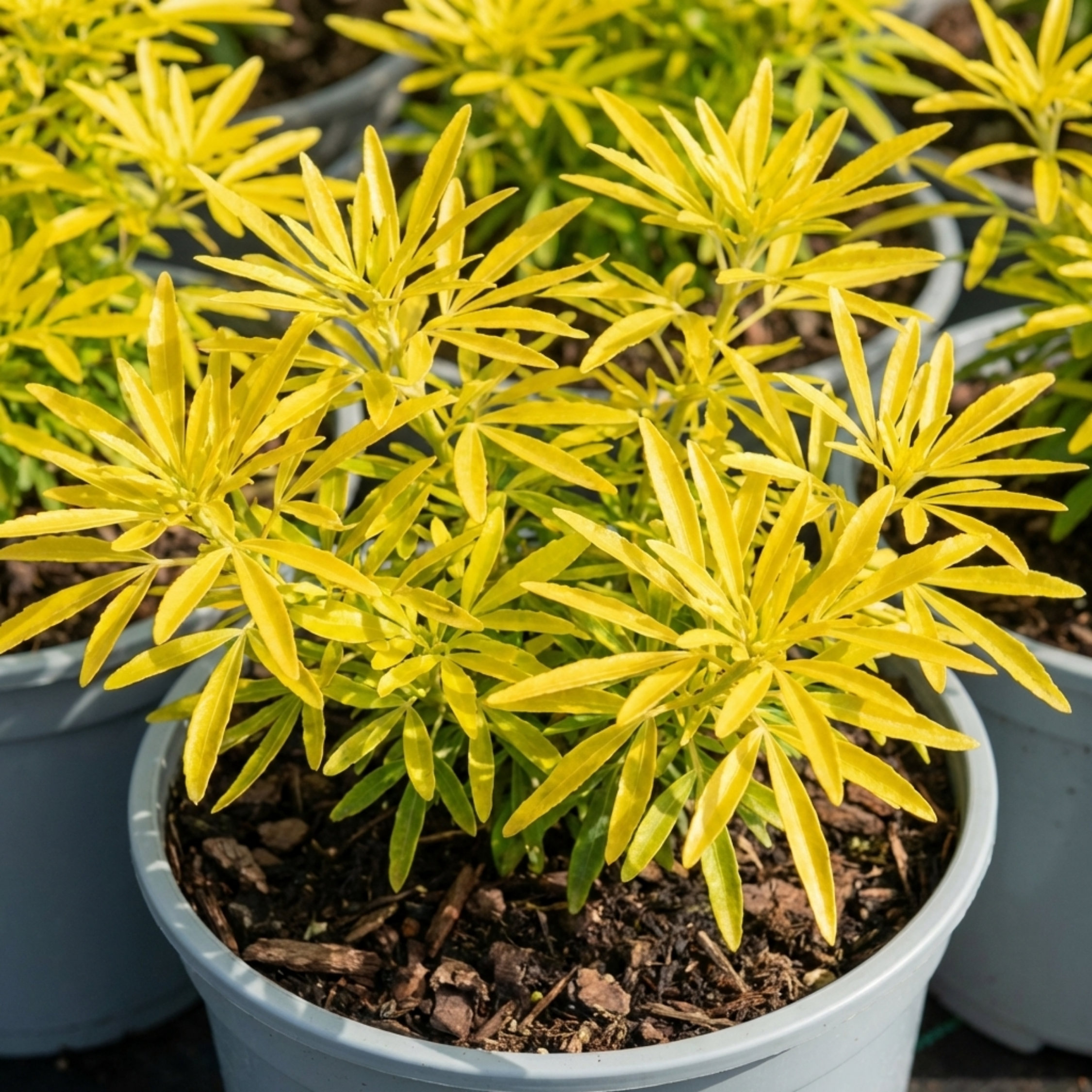 Choisya ‘Goldfinger’ — Hardy Evergreen Shrub, Bee-Friendly, 3L Pot