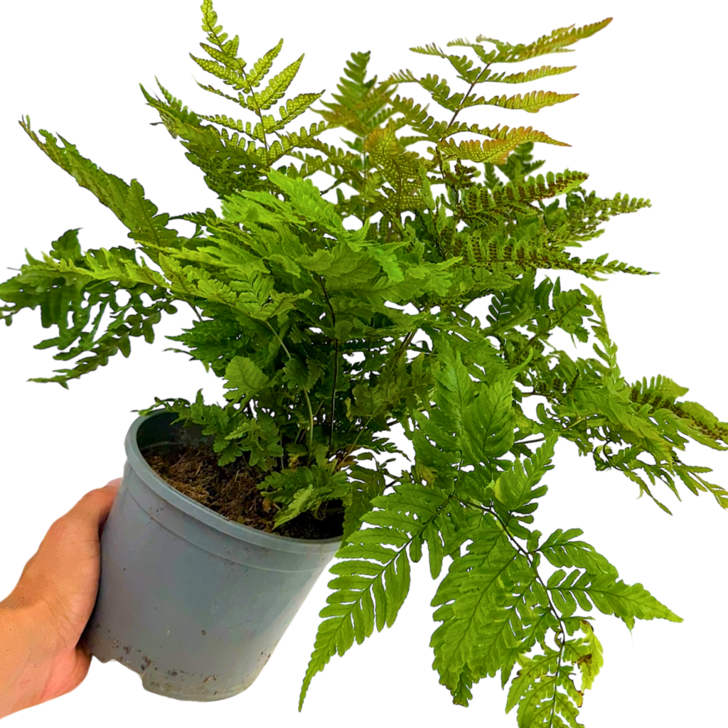 Copper ‘Shield’ — Hardy Perennial, 2L Pot