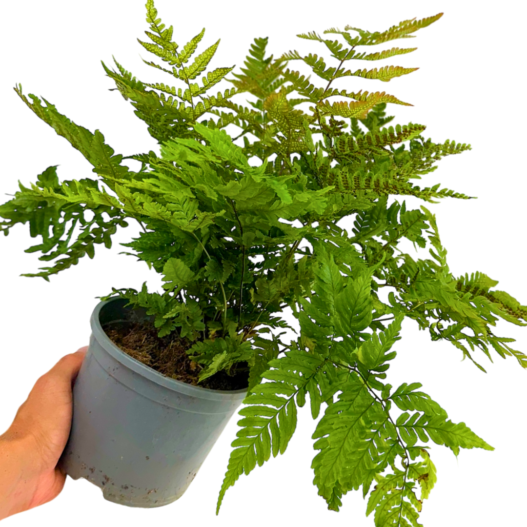 Copper ‘Shield’ — Hardy Perennial, 2L Pot