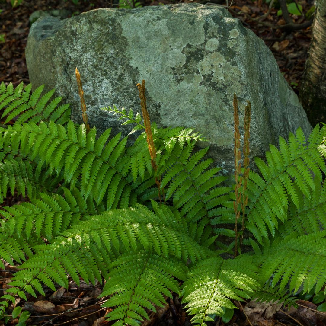 Dryopteris ‘Shield Fern’ — Hardy Deciduous Fern, 1L Pot (Set of 3 or 6)