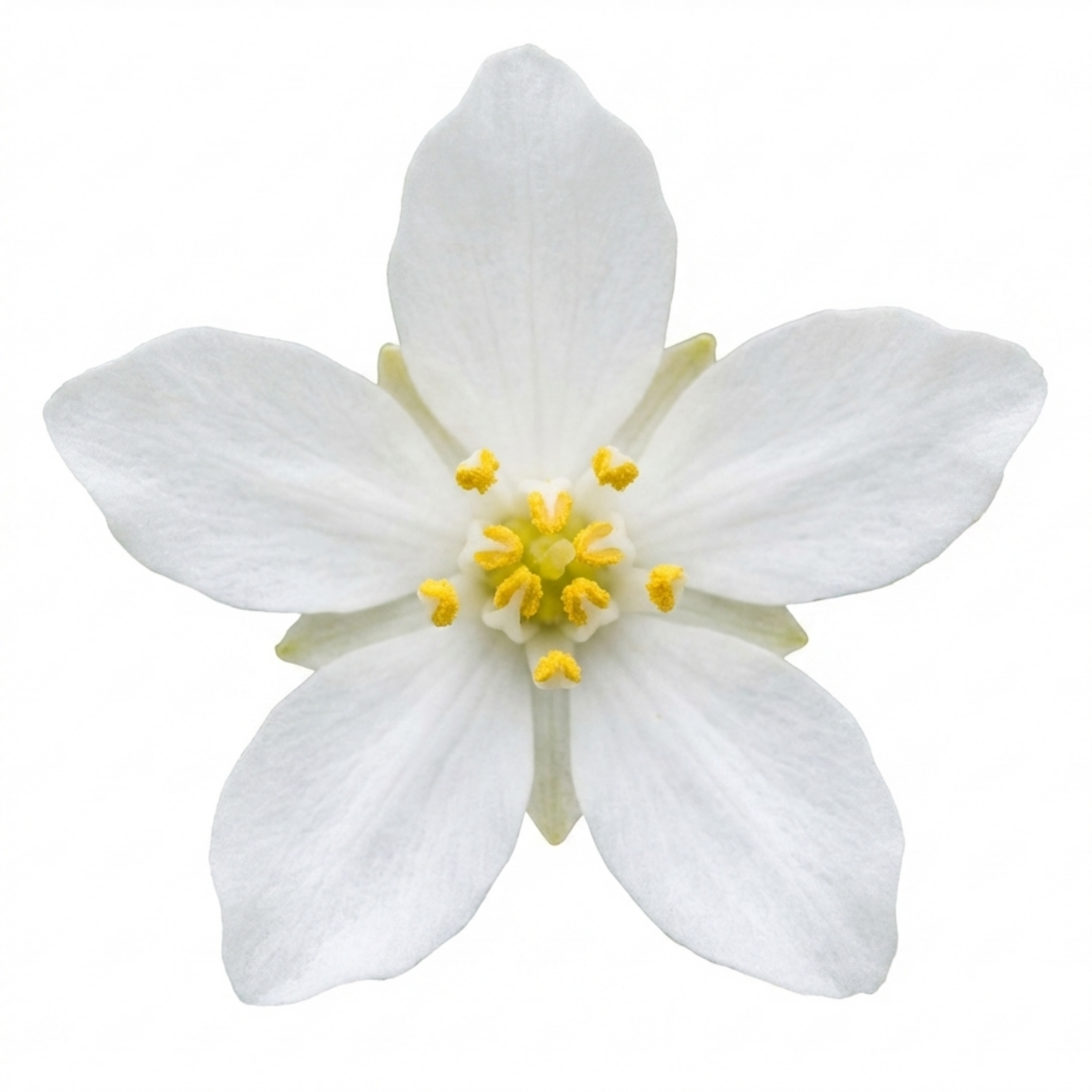 Choisya ‘White Dazzler’ — Evergreen Shrub, Bee-Friendly, 3L Pot