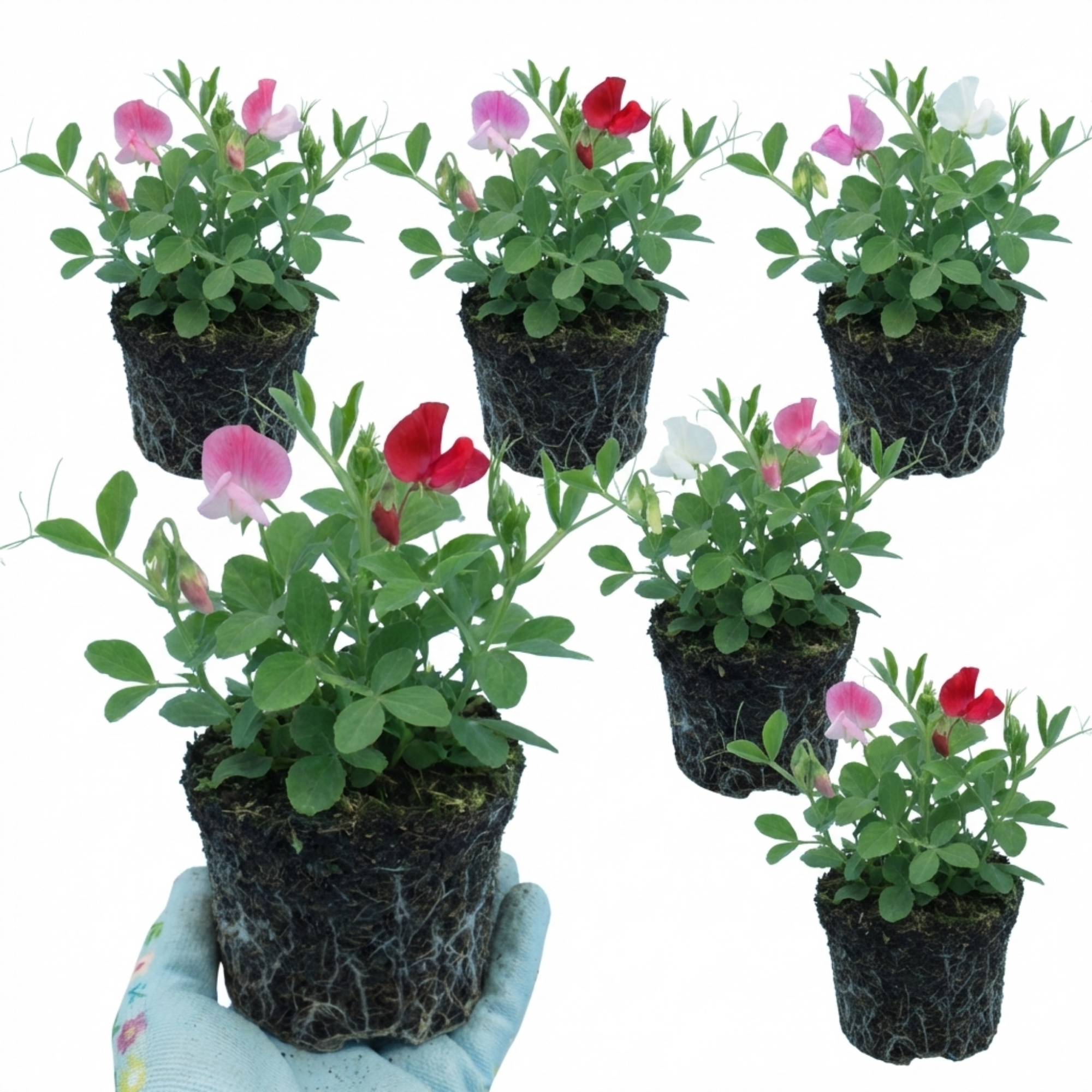 Lathyrus ‘Little Sweetheart’ — Hardy Annual Climber, Bee-Friendly, 10.5cm Pot (Set of 3 or 6)