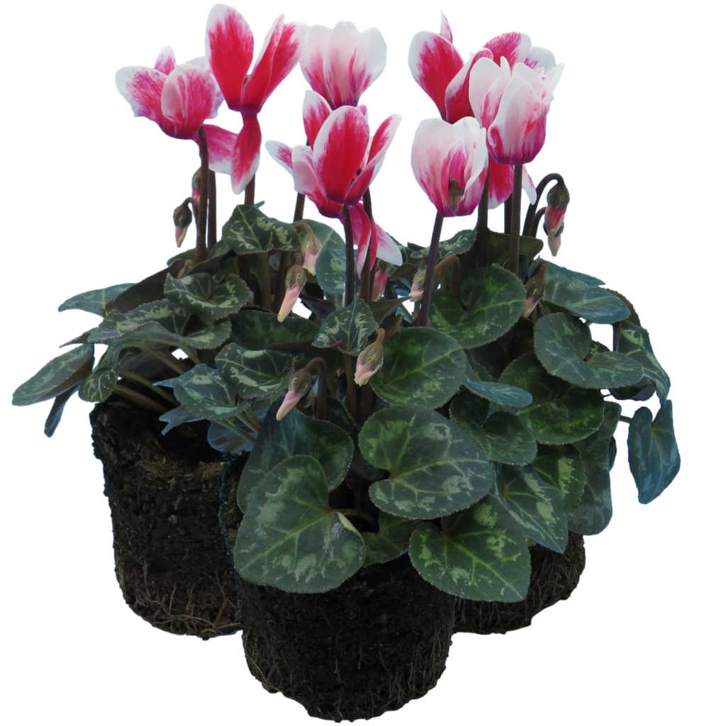 Cyclamen ‘Smartiz Rouge Vif’ — Tender Pot Plant (perennial in mild climates), 10.5cm Pot (Set of 3 or 6)
