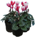 Cyclamen ‘Smartiz Rouge Vif’ — Tender Pot Plant (perennial in mild climates), 10.5cm Pot (Set of 3 or 6)