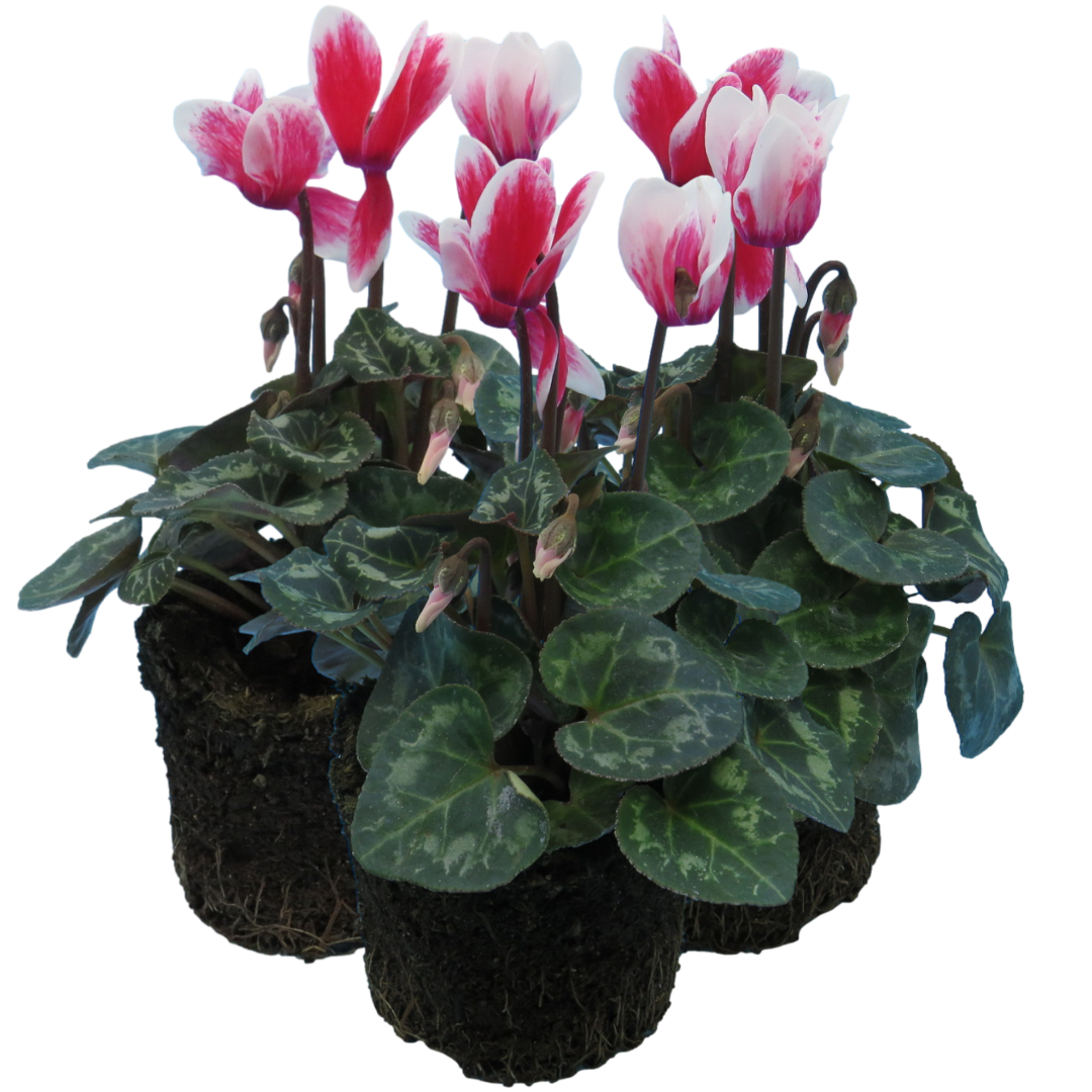 Cyclamen ‘Smartiz Rouge Vif’ — Tender Pot Plant (perennial in mild climates), 10.5cm Pot (Set of 3 or 6)