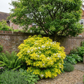 Choisya ‘Sundance’ — Hardy Shrub, Bee-Friendly, 2L Pot