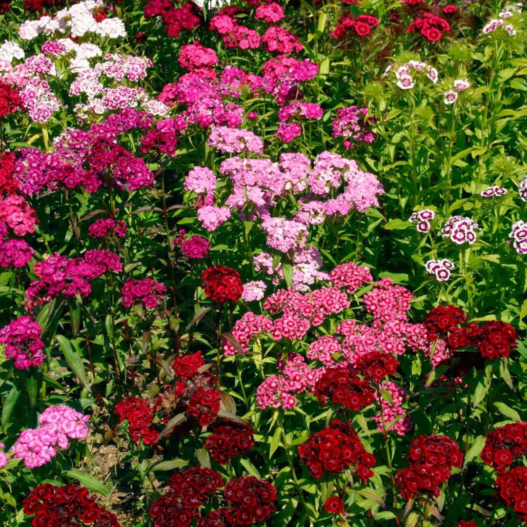 Dianthus ‘Festival’ — Hardy Short-Lived Perennial (often grown as biennial), Bee-Friendly, 10.5cm Pot