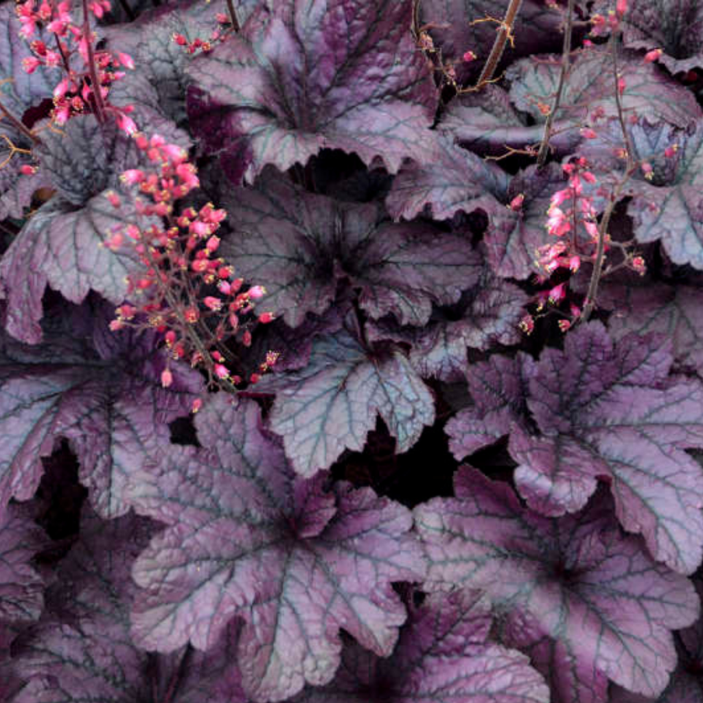 Heuchera ‘Grape Timless’ — Hardy Perennial, 2L Pot