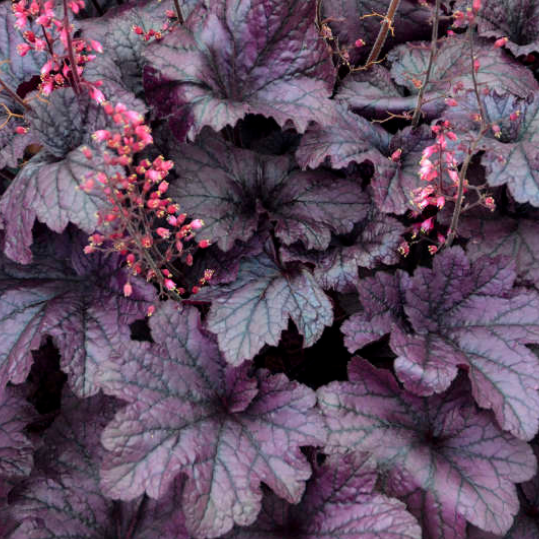 Heuchera ‘Grape Timless’ — Hardy Perennial, 2L Pot