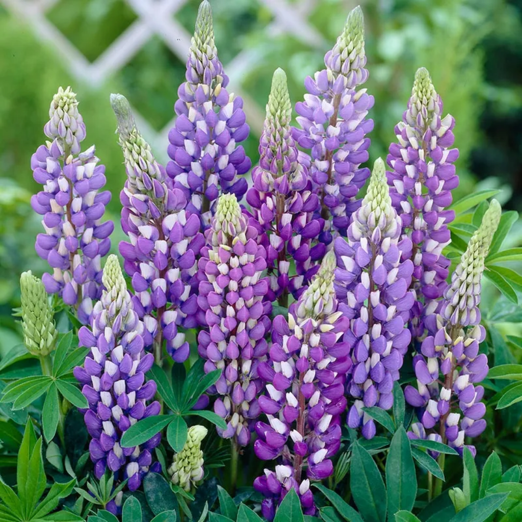 Lupin ‘Legendary Blue Shades’ — Hardy Perennial, Bee-Friendly, 2L Pot
