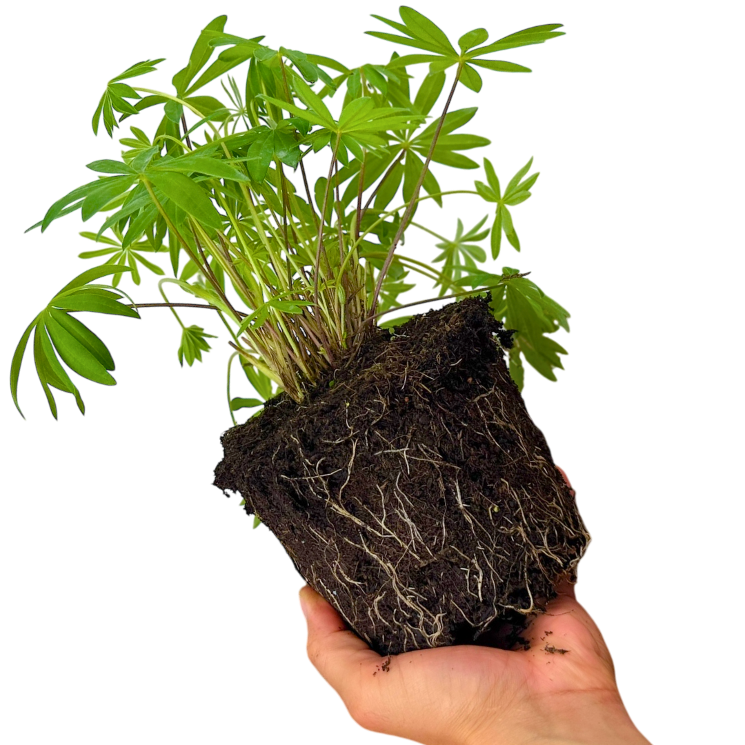 Lupin ‘Legendary White Shades’ — Hardy Perennial, Bee-Friendly, 2L Pot
