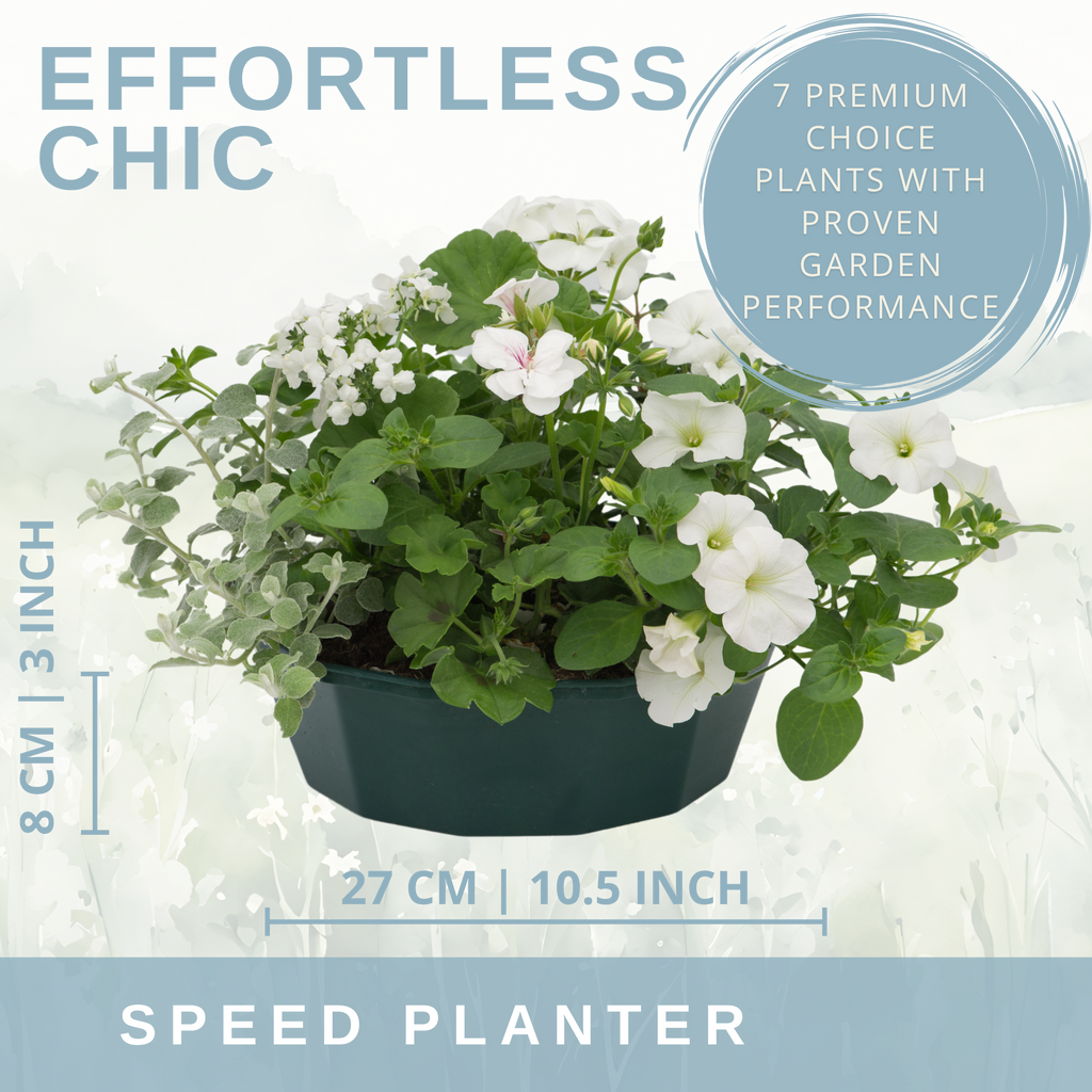 Effortless Chic Speedplanter — Pre-Planted Mixed Annual Display, 7-Plant Set