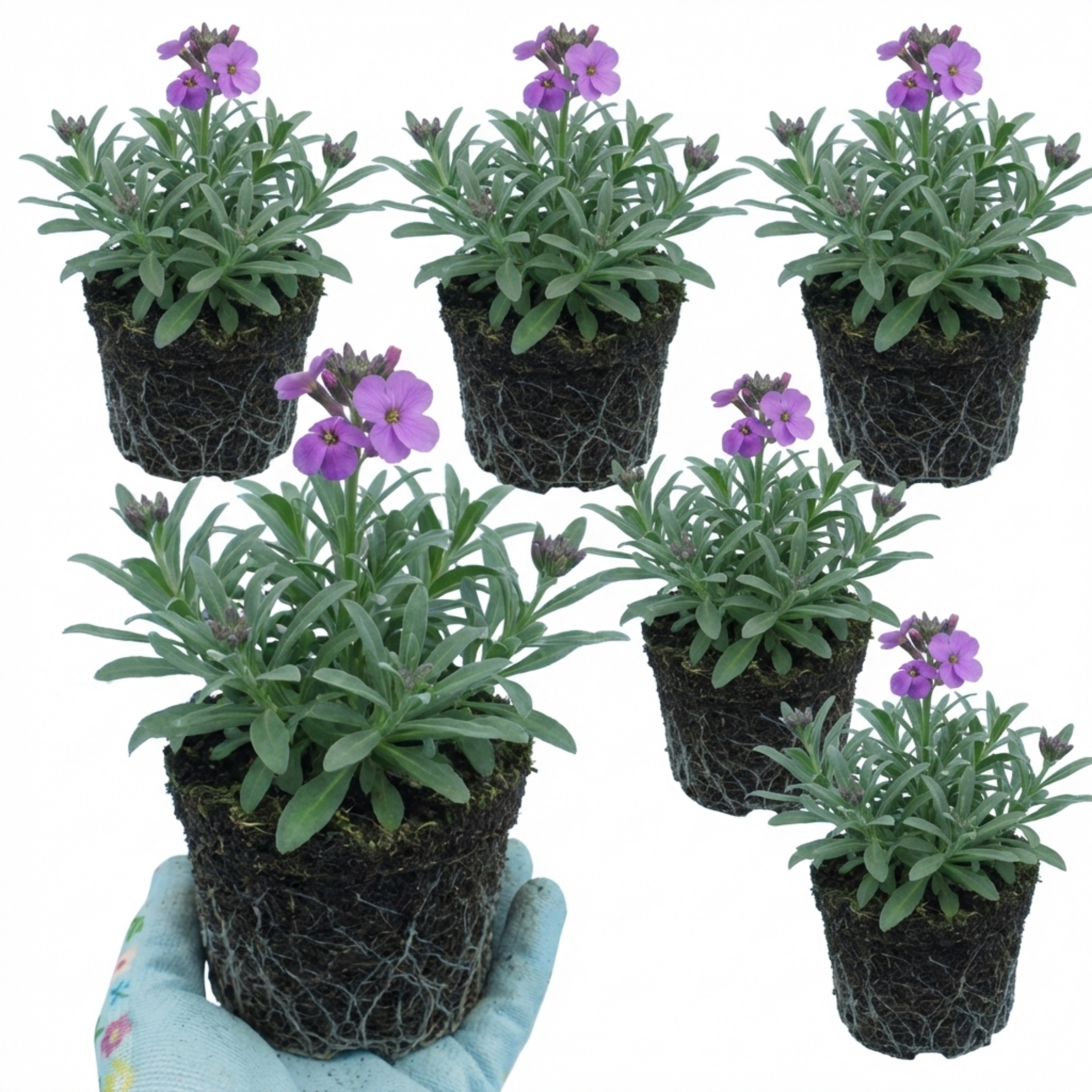 Erysimum ‘Bowles Mauve’ — Evergreen Perennial Sub-shrub, Bee-Friendly, 1L Pot (Set of 3 or 6)