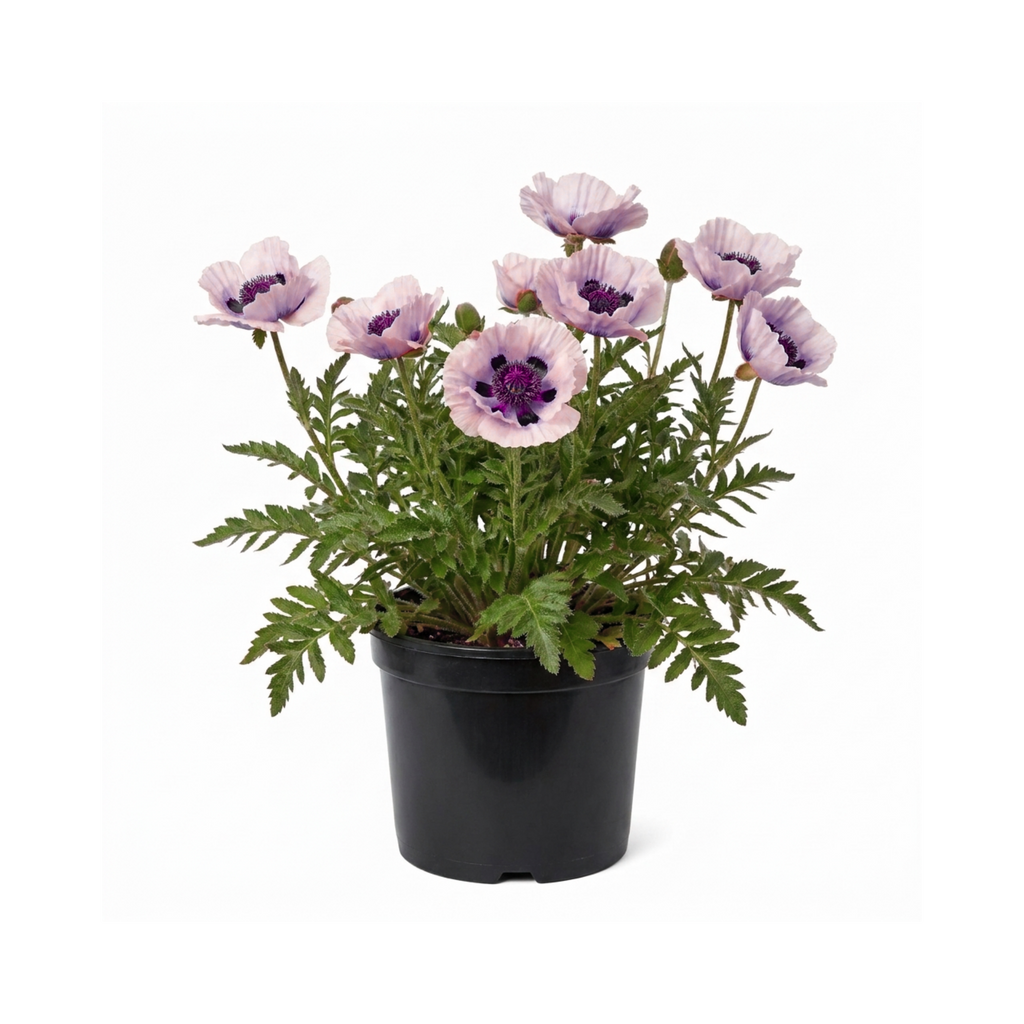 Papaver ‘Bolero’ — Hardy Perennial, Bee-Friendly, 3L Pot