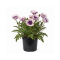 Papaver ‘Bolero’ — Hardy Perennial, Bee-Friendly, 3L Pot