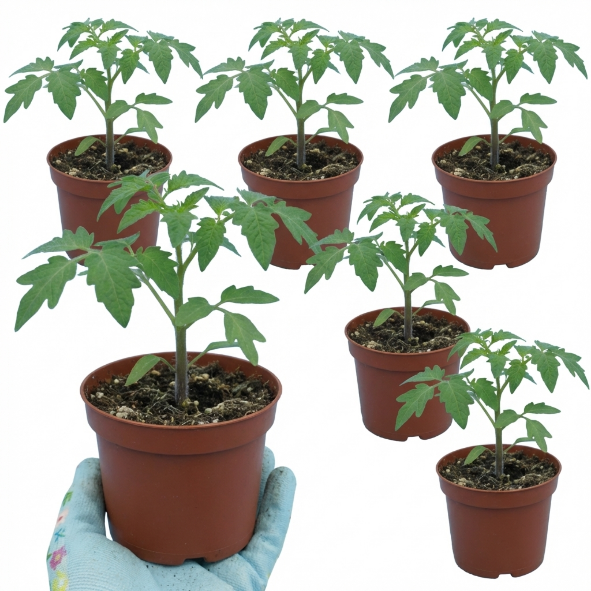 Tomato ‘Supersteak’ — Fruit Plant / Tender Annual, 10.5cm Pot (Set of 3 or 6)